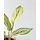 Calathea vittata Babyplant