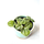 Peperomia antoniana