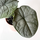 Alocasia melo Babyplant