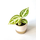 Anthurium crystallinum Babyplant
