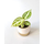 Anthurium crystallinum Babyplant