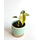 Philodendron sp. mini Morona Santiago Canyon