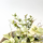 Dischidia ruscifolia variegata Million Hearts Rare Plant