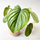 Philodendron Mamei Babyplant