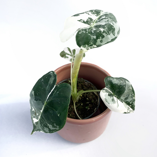 Alocasia Frydek Variegata S