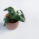 Alocasia Frydek Variegata Babyplant