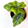 Alocasia Jacklyn Babyplant