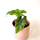 Alocasia Jacklyn Babyplant
