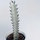 Euphorbia lactea White Ghost