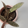 Hoya sigillatis Babyplant