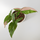 Syngonium Red Spot Tricolor