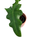 Alocasia portei Babyplant rare
