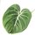 Philodendron gloriosum