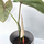 Philodendron gloriosum