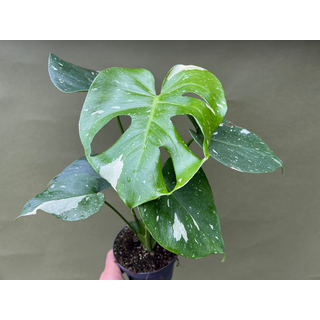 Monstera Thai Constellation L