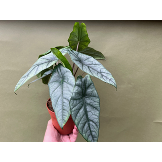 Alocasia Heterophylla Dragons Breath