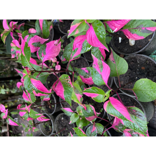 Alternanthera Party Time Pink Variegata