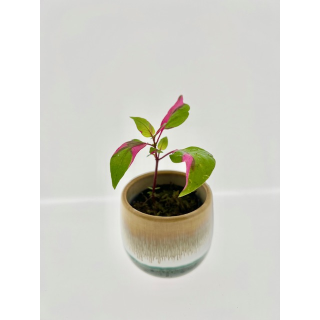 Alternanthera Party Time Pink Variegata