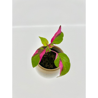 Alternanthera Party Time Pink Variegata