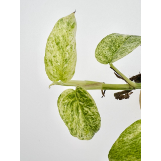 Epipremnum pinnatum green variegata Ableger