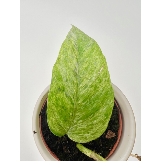 Epipremnum pinnatum green variegata Ableger