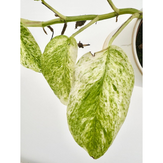 Epipremnum pinnatum green variegata Cutting