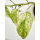 Epipremnum pinnatum green variegata Ableger