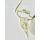 Epipremnum hanoman sp. Bali Ableger