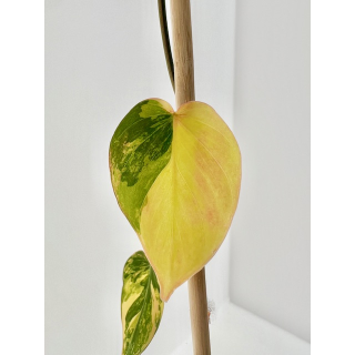 Philodendron micans aurea variegata Ableger