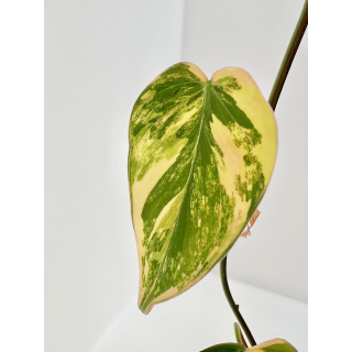 Philodendron micans aurea variegata Ableger