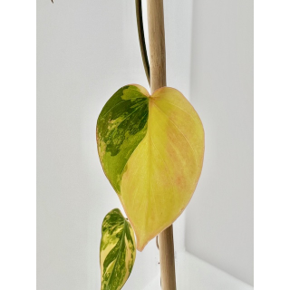 Philodendron micans aurea variegata Cutting