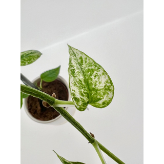 Epipremnum Cebu Blue Variegata Ableger