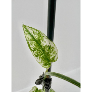 Epipremnum Cebu Blue Variegata