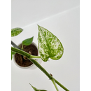 Epipremnum Cebu Blue Variegata Cutting
