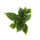 Pilea involucrata