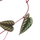 Cissus discolor